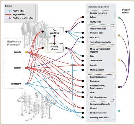 Effects of droughts, wildfires and windstorms on key disturbance... | Download Scientific Diagram