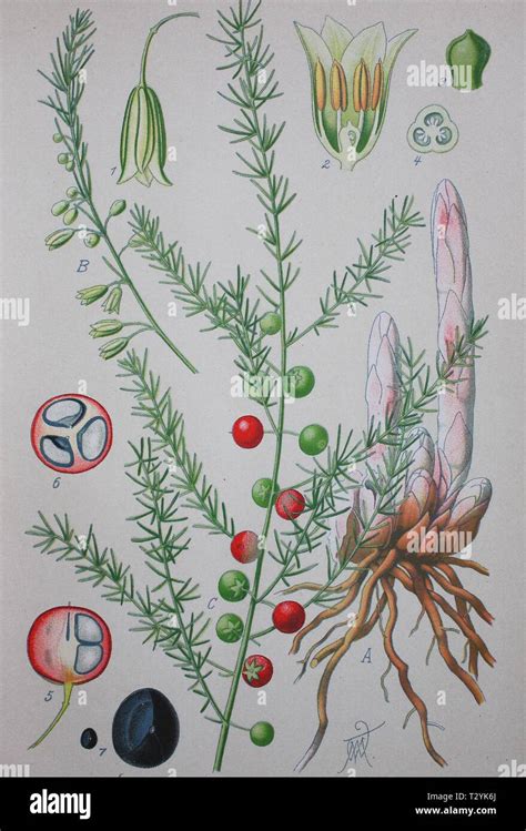 Garden Asparagus Asparagus Officinalis Historical Illustration From