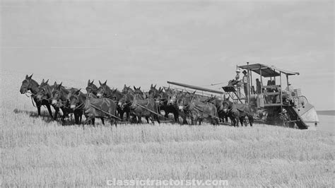 A Snapshot Of History 20 Mules Pull Combine To Harvest Wheat 1941