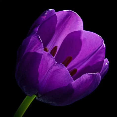 Purple Tulip Flowers Symbolic Meaning