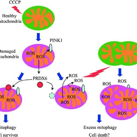 Pdf Peroxiredoxin Is A Crucial Factor In The Initial Step Of