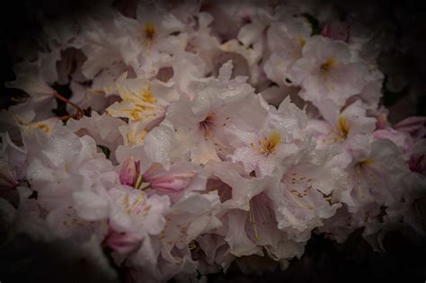 Azaleas Flores Rosadas Foto Gratis En Pixabay Pixabay