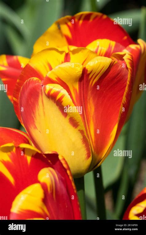 Tulip La Courtine Tulipa La Courtine Red Yellow Single Late