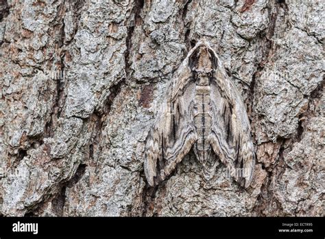 Elm Sphinx Ceratomia Amyntor Adult Female Resting On Tree Bark Notice The Camouflage Ability