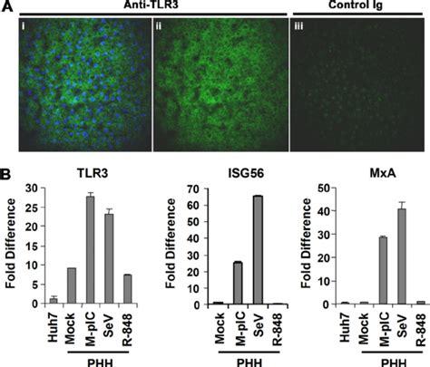 Tlr3 Is Expressed And Functional In Primary Human Hepatocytes A Tlr3