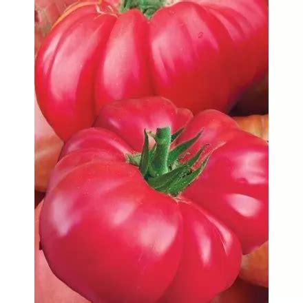 Томат Ведмежа лапа, 0.1 г купити 〛за вигідною ціною в Києві і Україні ...