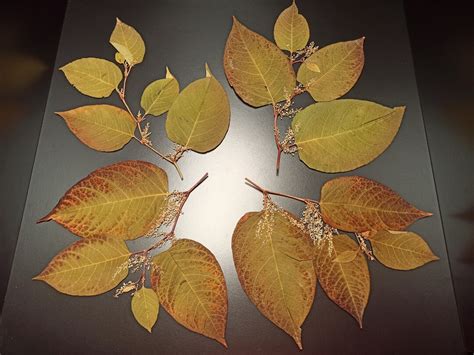 Pressed Japanese Knotweed Autumn Branches Dried Asian Knotweed Leaf