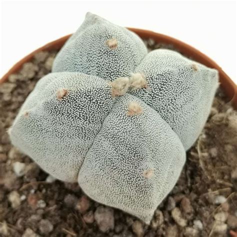 Astrophytum Myriostigma Var Quadricostatum Cm Cactaceae