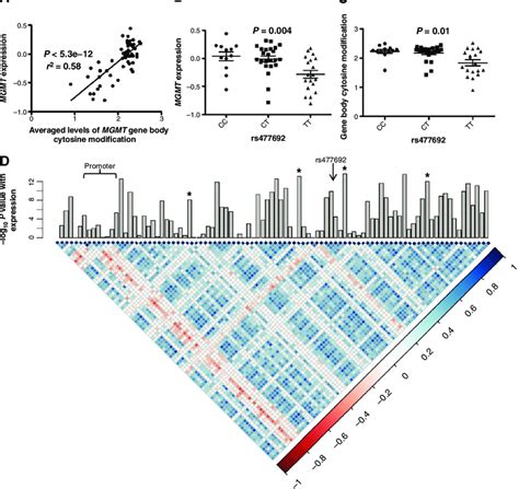 MGMT Gene Body Cytosine Modification Is Positively Correlated With Gene