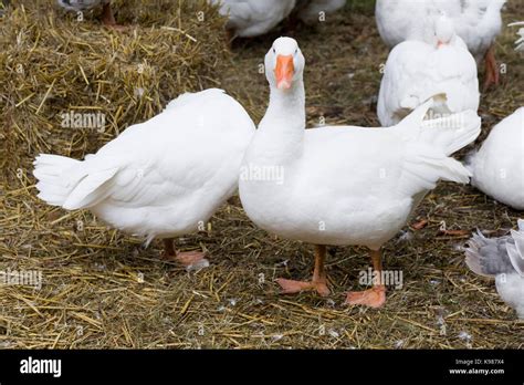 American Pekin Ducks In A Straw Pen Stock Photo Alamy