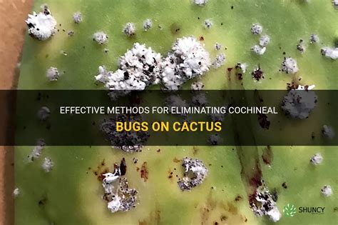 Effective Methods For Eliminating Cochineal Bugs On Cactus | ShunCy