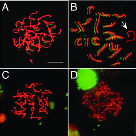 Molecular Analysis Of Morc Spermatogenic Arrest Immunofluorescence