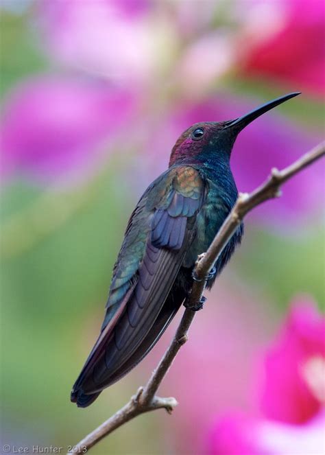 17 Best Images About Jamaican Hummingbirds On Pinterest Ocho Rios