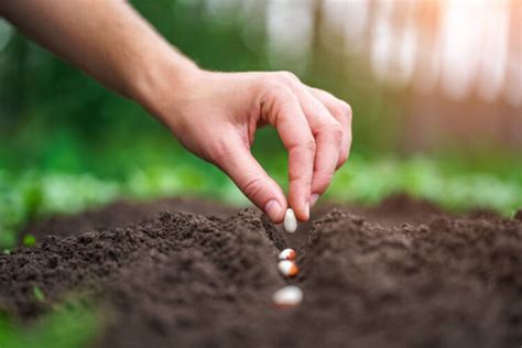 Direct Sowing Vs Transplanting Pros And Cons Mother Earth News