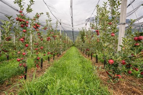 Apple Orchard With Protection Nets Merano Italy Stock Image Image