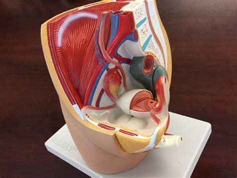 Female Reproductive System Side View Diagram Quizlet