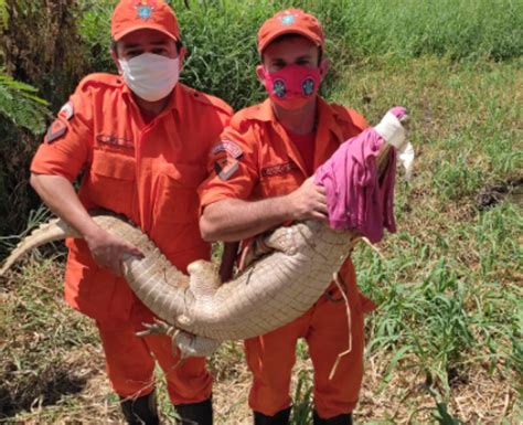 Jacaré de grande porte é resgatado por bombeiros em quintal de