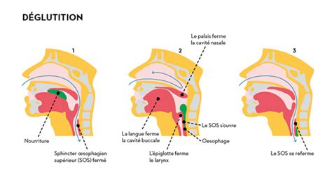 Sophage Alimentarium