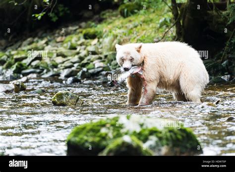 Spirit Bear Fishing In A Stream Great Bear Rain Forest British