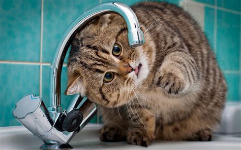 Fat Cat Wallpapers Wallpaper Cave