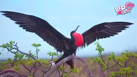 Menakjubkan Burung Dengan Kemampuan Terbang Paling Cepat Di Dunia