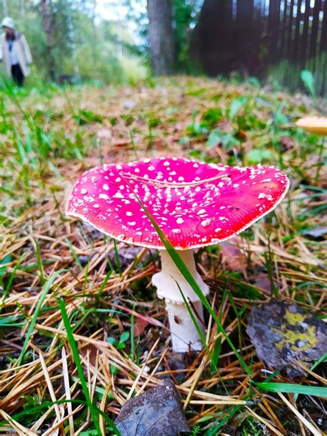 Mushrooms Mushroom Fly Agaric Free Photo On Pixabay Pixabay