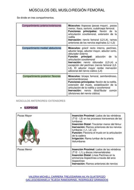 M Sculos Del Muslo Regi N Femoral Morfolog A Dagg Udocz