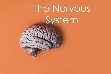 Central Nervous System Development Embryology Medcrine