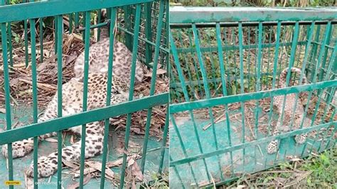 A Cub Of Guldar Trapped In A Cage In A Village Of Bijnor Amar Ujala