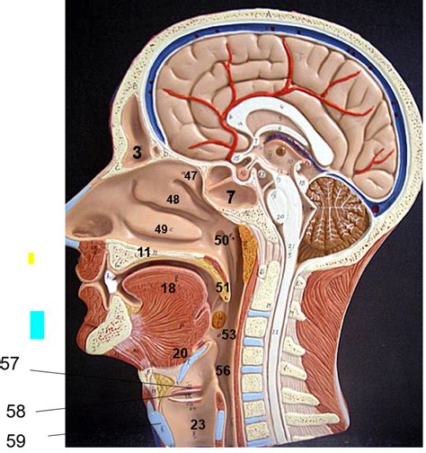 Sagittal Head Section Model Diagram Quizlet