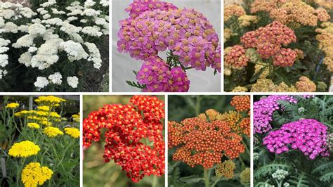 Top 10 Best Yarrow Varieties For Your Garden