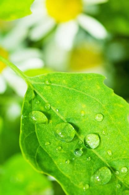 Gotas De Agua En Una Hoja Foto Gratis