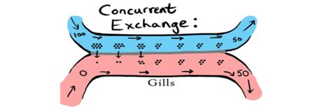 Countercurrent Exchange In Fish Gills - slidesharetrick