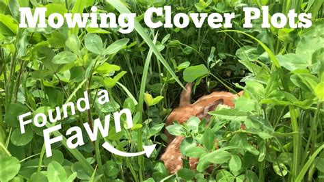 Mowing Clover Food Plots Fawn In The Clover Youtube