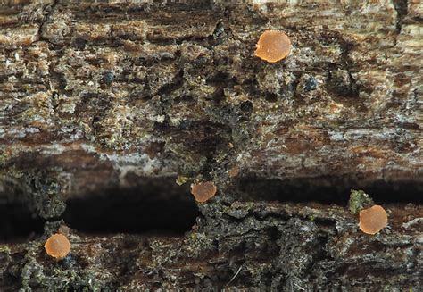Nahuby.sk - Fotografia - Orbilia hesperidea Rolland