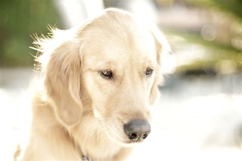 Cali Golden Retriever Golden Retriever Retriever Dogs