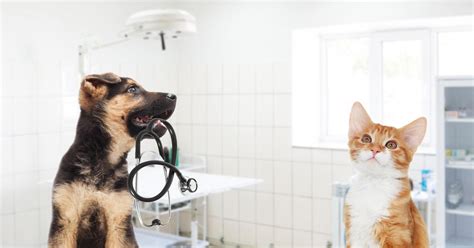 How to save money on vet bills - CBS News