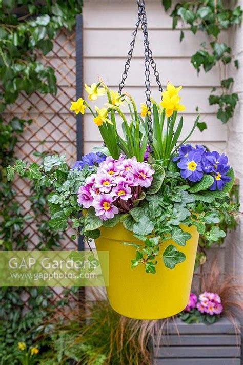 Bright Plastic Hanging Pot Planted With Hedera Ivy Narcissus Tete A