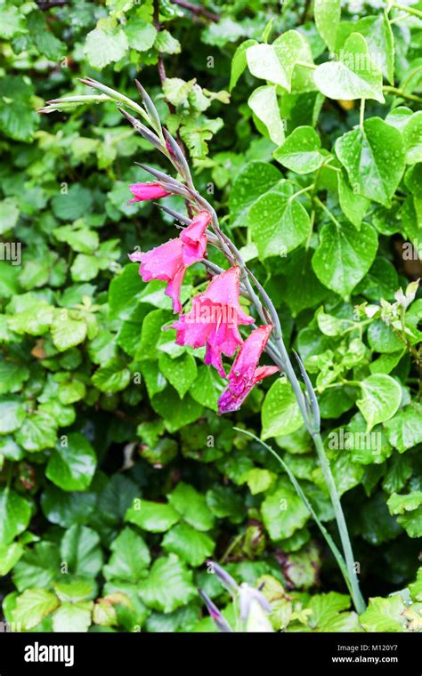 Gladiolus Byzantium Fotos Und Bildmaterial In Hoher Aufl Sung Alamy