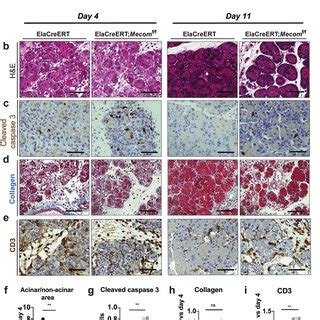 Mecom Retains Cell Adhesion And Survival In Cells A Rna In Situ