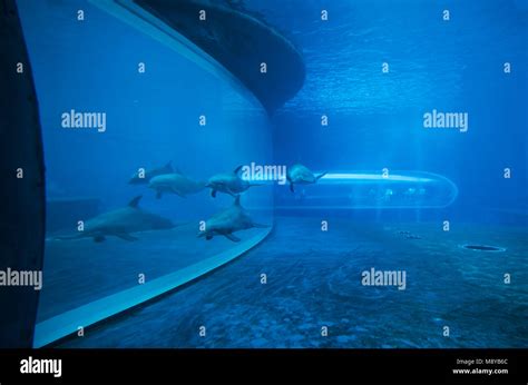 Genova Italy The Famous Aquarium Of Genoa Liguria Region Its The