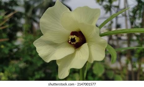 145,267 Cream Coloured Flowers Stock Photos, Images & Photography ...