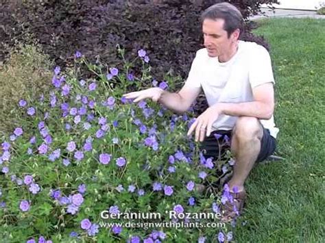 Geranium Rozanne Rozanne Cranesbill YouTube