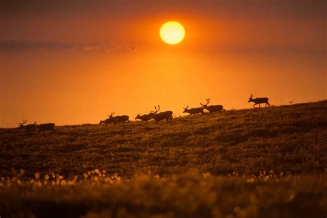 ADFG RESPOND TO DWINDLING CARIBOU HERD | EHUNTR