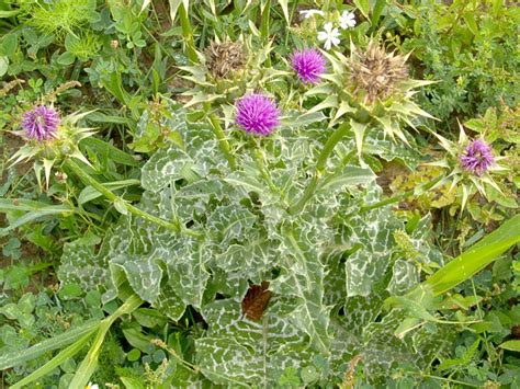 Milk Thistle - Advice From The Herb Lady