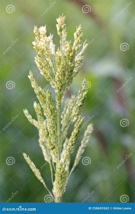 Close Up of the Seeds of a Millet Plant. the Millet Grows in the Field ...