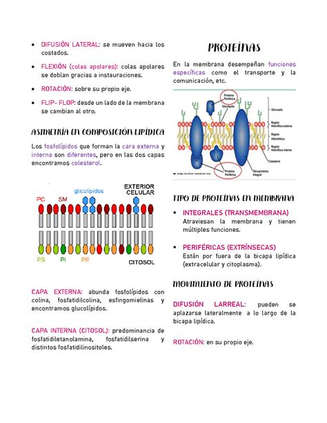 Solution Estructura Y Composici N De La Membrana Plasm Tica Studypool