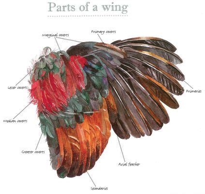 Types of Chicken Feathers: A Guide to Markings & Patterns - Hobby Farms