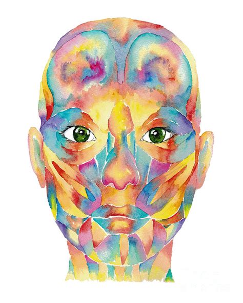 Anatomy Of Facial Muscles Expression Skull Print Modern Watercolor