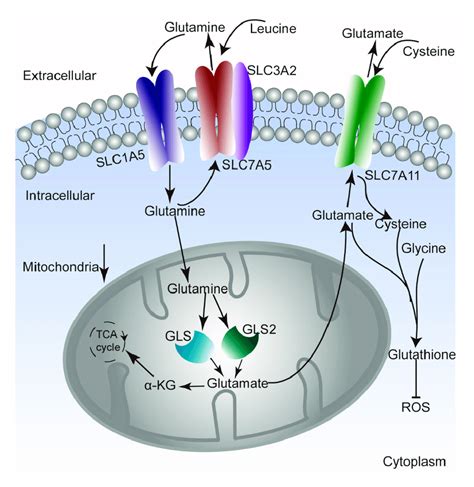 The Main Pathways Of Glutamine Uptake And Catabolism The Main Pathways Download Scientific